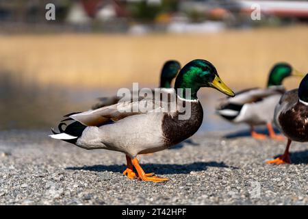 Eine Herde Enten, die sich am Rand des ruhigen Wassers in der Nähe eines Wasserwegs thront Stockfoto