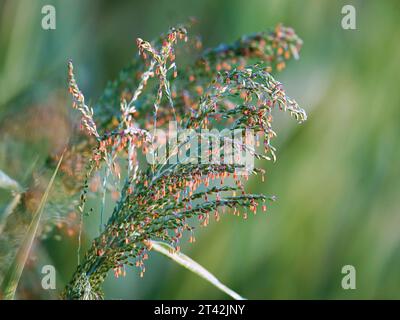 Ein malerischer Blick auf ein grasbewachsenes Feld mit wilden Gräsern, die von einer starken Windböe über die Landschaft gebeugt und heruntergedrückt werden Stockfoto