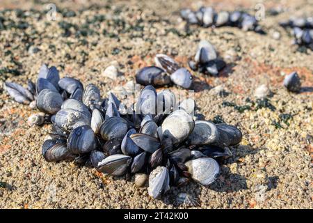 Wilde Muscheln auf Felsen wachsen bei Ebbe am Strand. Mytilus edulis Stockfoto
