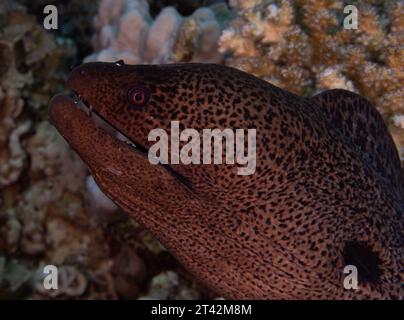 Eine Nahaufnahme einer gelbumrandeten Muräne (Gymnothorax flavimarginatus), die zwischen Korallen schwimmt Stockfoto