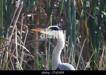 Ein einsamer Vogel steht in einem flachen Sumpf, umgeben von Wasser und hohem Schilf Stockfoto