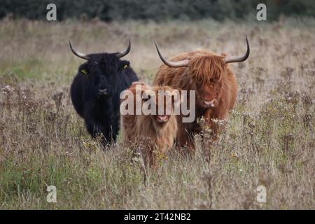 Zwei weiße und braune Kühe, die an einem sonnigen Tag gemütlich auf einer grasbewachsenen Wiese spazieren gehen Stockfoto