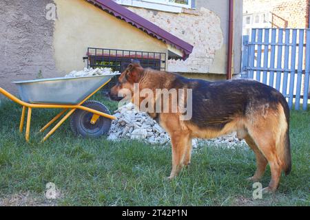 Deutscher Schäferhund bewacht ein Haus im Hof Stockfoto