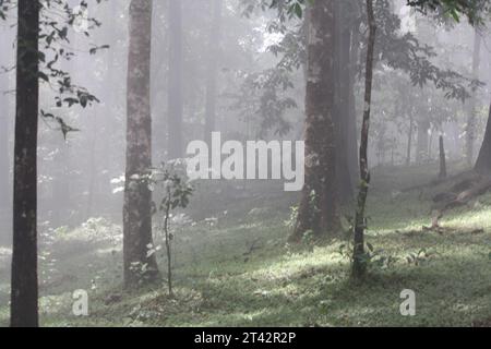 Zwei Elche stehen in einem Wald von üppig grünen Bäumen und weiden gemächlich auf dem umliegenden Laub Stockfoto