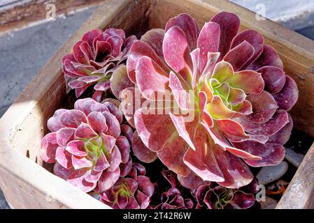 Aeonium - allgemeiner Name Purple Rose Tree lateinischer Name Aeonium Arboreum Atropurpureum - Kanarische Inseln, Fuerteventura, Spanien Stockfoto