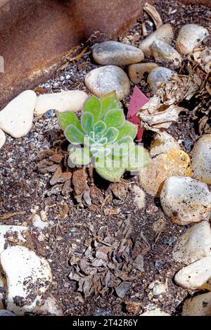 Aeonium - allgemeiner Name Purple Rose Tree lateinischer Name Aeonium Arboreum Atropurpureum - Kanarische Inseln, Fuerteventura, Spanien Stockfoto