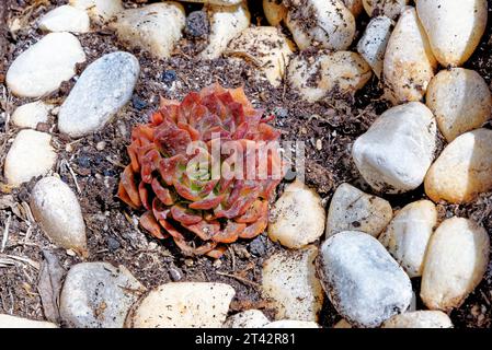 Aeonium - allgemeiner Name Purple Rose Tree lateinischer Name Aeonium Arboreum Atropurpureum - Kanarische Inseln, Fuerteventura, Spanien Stockfoto