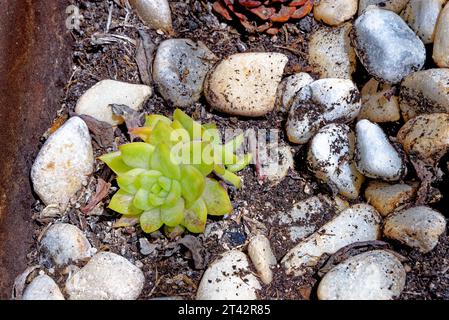 Aeonium - allgemeiner Name Purple Rose Tree lateinischer Name Aeonium Arboreum Atropurpureum - Kanarische Inseln, Fuerteventura, Spanien Stockfoto