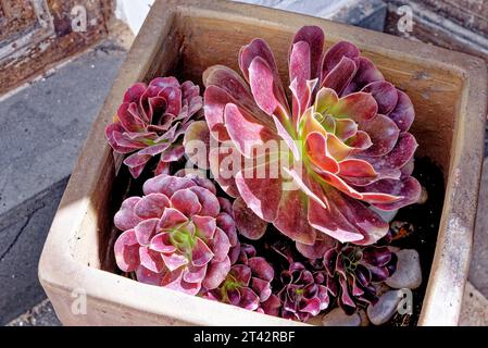 Aeonium - allgemeiner Name Purple Rose Tree lateinischer Name Aeonium Arboreum Atropurpureum - Kanarische Inseln, Fuerteventura, Spanien Stockfoto