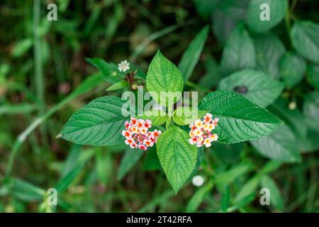 Schöner Blumen Hintergrund, rosa gelbes Lantana auf dem Garten, Landana Blumen Hintergrund Stockfoto