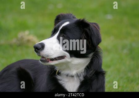 Natürliche Nahaufnahme auf einem entzückenden, aufmerksamen, fröhlich aussehenden schwarz-weißen Border Collie oder Scotch Sheep Dog Stockfoto