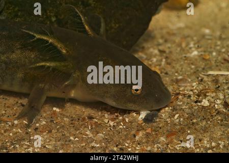 Natürliche Nahaufnahme einer grossen Larve des nordamerikanischen Tigersalamanders Ambystoma mavortium Stockfoto