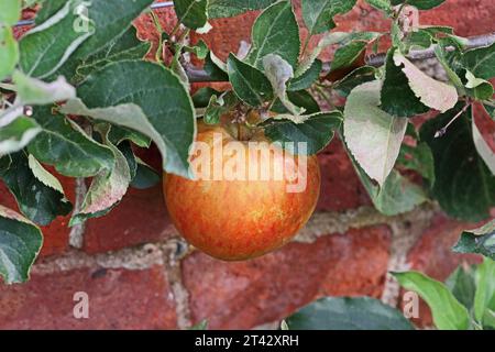 Apfel, Malus Domestica „Egremont Russet“ Stockfoto