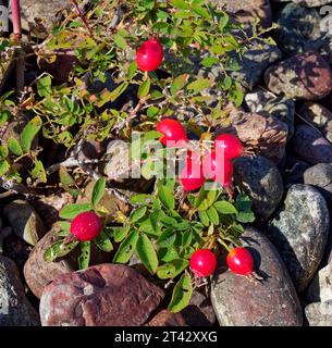 Hagebutten von einer wilden Rose, die auf dem Boden wächst, erstrecken sich bis zum Pebble Beach neben dem Küstenwanderweg von Aberdeenshire. Stockfoto