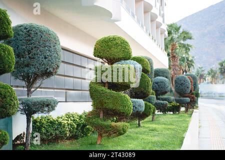 Stilvolle spiralbesetzte Sträucher, Sträucher, Nadelbäume, immergrüne Bäume. Moderne Architektur, topischer Garten. Städtische grüne Pflanzen Landschaftsgestaltung. Geometrisch Stockfoto