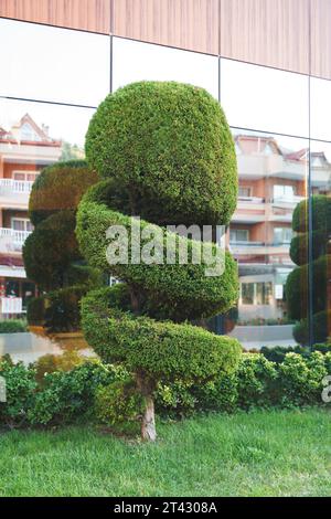 Stilvolle spiralbesetzte Sträucher, Sträucher, Nadelbäume, immergrüne Bäume. Moderne Architektur, topischer Garten. Städtische grüne Pflanzen Landschaftsgestaltung. Geometrisch Stockfoto