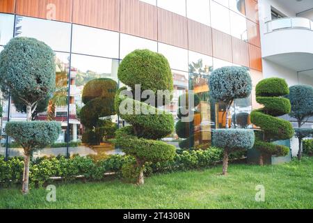 Stilvolle spiralbesetzte Sträucher, Sträucher, Nadelbäume, immergrüne Bäume. Moderne Architektur, topischer Garten. Städtische grüne Pflanzen Landschaftsgestaltung. Geometrisch Stockfoto