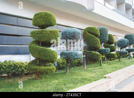 Stilvolle spiralbesetzte Sträucher, Sträucher, Nadelbäume, immergrüne Bäume. Moderne Architektur, topischer Garten. Städtische grüne Pflanzen Landschaftsgestaltung. Geometrisch Stockfoto