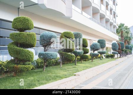 Stilvolle spiralbesetzte Sträucher, Sträucher, Nadelbäume, immergrüne Bäume. Moderne Architektur, topischer Garten. Städtische grüne Pflanzen Landschaftsgestaltung. Geometrisch Stockfoto