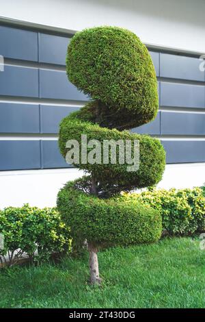 Stilvolle spiralbesetzte Sträucher, Sträucher, Nadelbäume, immergrüne Bäume. Moderne Architektur, topischer Garten. Städtische grüne Pflanzen Landschaftsgestaltung. Geometrisch Stockfoto