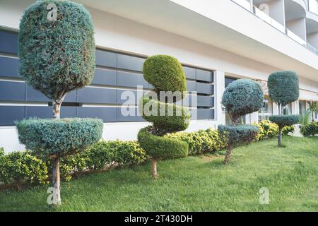 Stilvolle spiralbesetzte Sträucher, Sträucher, Nadelbäume, immergrüne Bäume. Moderne Architektur, topischer Garten. Städtische grüne Pflanzen Landschaftsgestaltung. Geometrisch Stockfoto