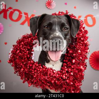 Porträt eines Pitbull-Mischhundes, der vor einem festlichen Banner sitzt Stockfoto