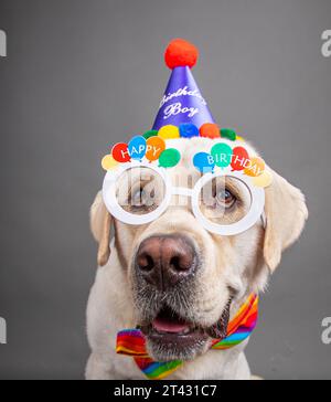 Porträt eines englischen labrador-Retriever-Hundes, der eine Happy Birthday-Neuheitsbrille und einen Partyhut mit einer Fliege trägt Stockfoto