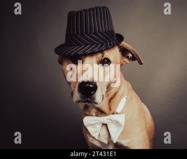 Porträt eines gelben labrador-Retrievers mit Trilby-Hut und Fliege Stockfoto