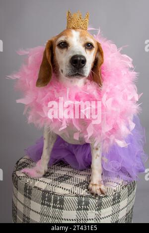 Porträt eines Beagle-Hundes mit Krone, Tutu und Federboa, der auf einem Hocker sitzt Stockfoto