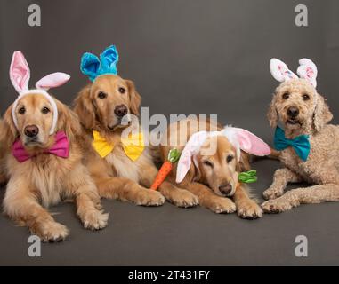 Drei goldene Retriever und ein Labradoodle, die auf dem Boden liegen, mit Schleifen und osterhasenohren Stockfoto