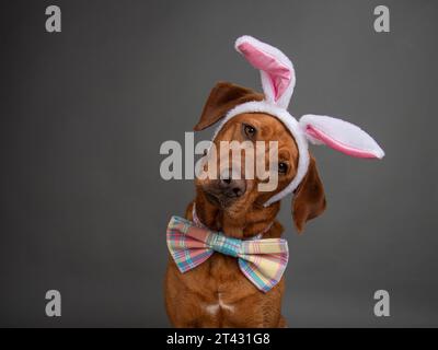 Porträt eines Rotfuchs labrador Retriever mit Osterhasenohren und Fliege Stockfoto