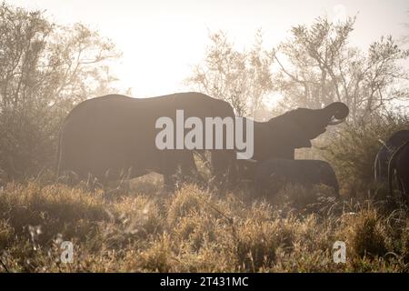 Afrikanische Elefanten Nahaufnahmen im Kruger-Nationalpark, Südafrika Stockfoto