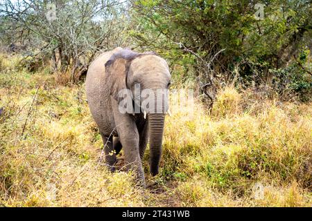 Afrikanische Elefanten Nahaufnahmen im Kruger-Nationalpark, Südafrika Stockfoto