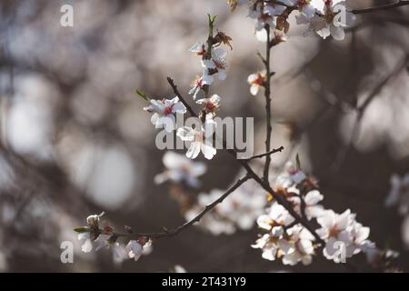 Nahaufnahme des Zweigs eines Mandelbaums, der mit weißen Blüten in Madrid blüht Stockfoto