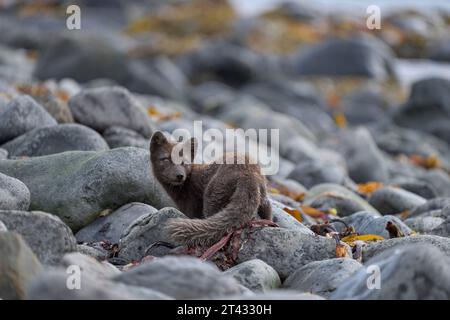 Polarfuchs (Vulpes lagopus). Blaue Farbphase im Sommermantel. Hornvik, Hornstrandir, Westfjorde, Island. Juli Stockfoto