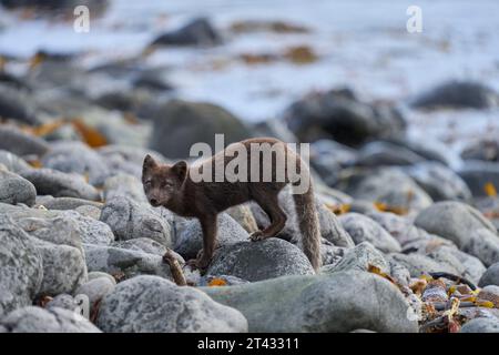 Polarfuchs (Vulpes lagopus). Blaue Farbphase im Sommermantel. Hornvik, Hornstrandir, Westfjorde, Island. Juli Stockfoto