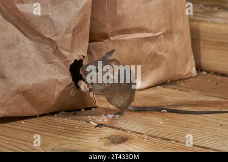 Hausmaus (Mus musculus), Greater Manchester, UK. Ich esse Vogelfutter aus dem Loch, das in der Tasche gekaut wurde. Stockfoto