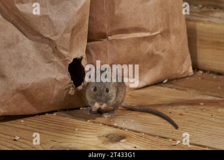 Hausmaus (Mus musculus), Greater Manchester, UK. Ich esse Vogelfutter aus dem Loch, das in der Tasche gekaut wurde. Stockfoto