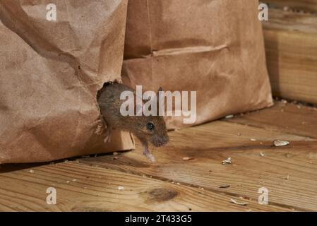 Hausmaus (Mus musculus), Greater Manchester, UK. Ich esse Vogelfutter aus dem Loch, das in der Tasche gekaut wurde. Stockfoto