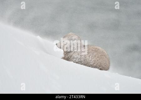 Männlicher Polarfuchs (Vulpes lagopus). Hornstrandir, Island. Blaue Farbveränderung im Wintermantel. Februar 2023 Stockfoto