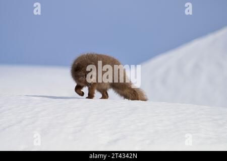 Männlicher Polarfuchs (Vulpes lagopus). Hornstrandir, Island. Blaue Farbveränderung im Wintermantel. Februar 2023. Stockfoto