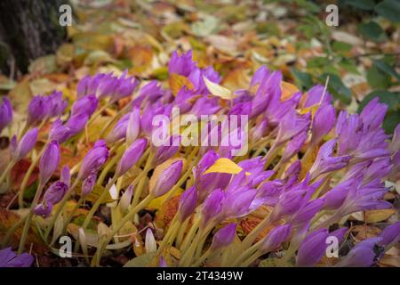 Violette Blüten des Herbstkrokus (Colchicum speciosum) blühen im Garten zwischen gefallenen gelben Blättern. Stockfoto