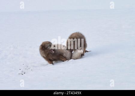 Bekämpfung männlicher Polarfüchse (Vulpes lagopus). Hornstrandir, Island. Blaue Farbveränderung im Wintermantel. Februar 2023. Stockfoto