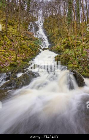 Wasserfall und Eichenwald. Holz von Cree, Dumfries und Galloway. Schottland. März 2023 Stockfoto