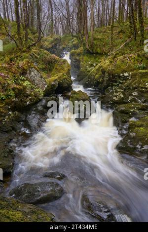 Wasserfall und Eichenwald. Holz von Cree, Dumfries und Galloway. Schottland. März 2023 Stockfoto