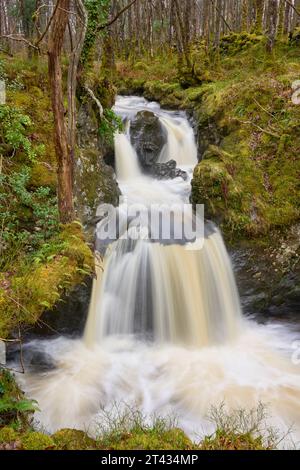 Wasserfall und Eichenwald mit epiphytischen Farnen. Holz von Cree, Dumfries und Galloway. Schottland. März 2023 Stockfoto