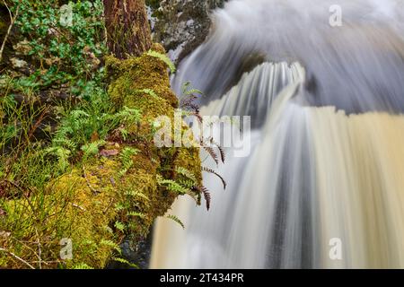 Wasserfall und Eichenwald mit epiphytischen Farnen. Holz von Cree, Dumfries und Galloway. Schottland. März 2023 Stockfoto