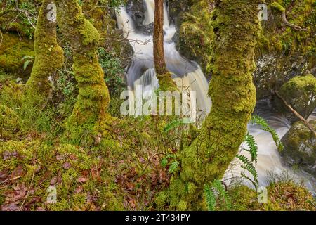 Wasserfall und Eichenwald mit epiphytischen Farnen. Holz von Cree, Dumfries und Galloway. Schottland. März 2023 Stockfoto