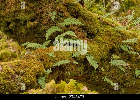 Moosbedeckte Eiche (Quercus sp) mit epiphytischen Farnen (Polypody sp). Holz von Cree, Dumfries und Galloway. Schottland. März 2023. Stockfoto