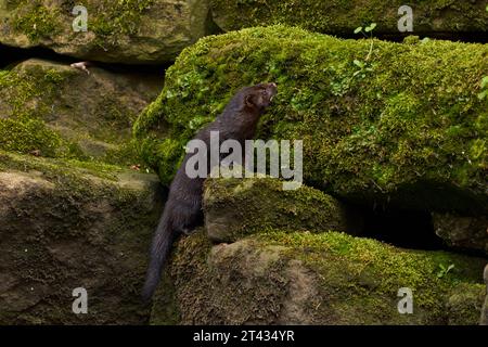 Amerikanischer Nerz (Neovison Vison). River Tame, Greater Manchester. April 2023 Stockfoto